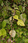 Hairy crabweed <BR>Clammyweed